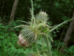 Cirsium carniolicum