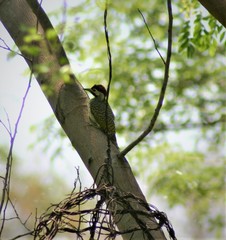 Campethera bennettii