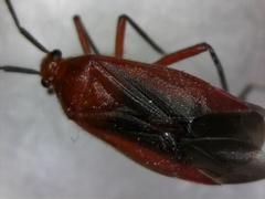 Coccobaphes frontifer