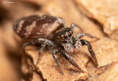 Afraflacilla karinae