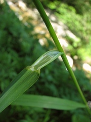 Elymus caninus