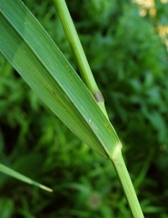 Elymus caninus