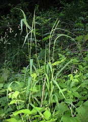 Elymus caninus