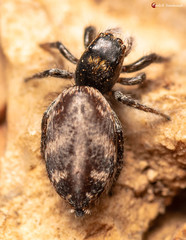 Afraflacilla karinae