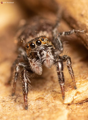 Afraflacilla karinae