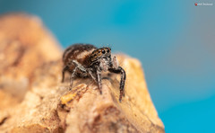 Afraflacilla karinae