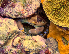 Carpilius corallinus