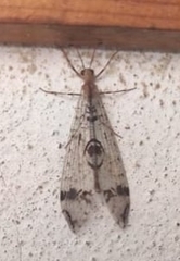 Dendroleon pantherinus