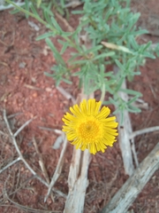 Felicia mossamedensis