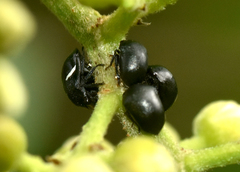 Tragopini