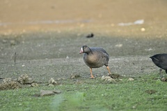 Anser erythropus