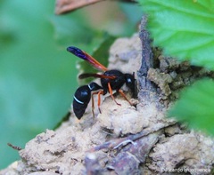 Hypodynerus colocolo