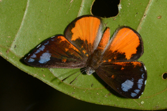 Calospila parthaon