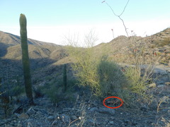 Heloderma suspectum cinctum