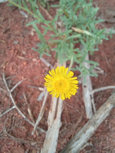 Image of Felicia mossamedensis by no rights reserved