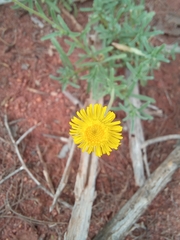 Felicia mossamedensis