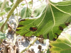 Eurydema spectabilis