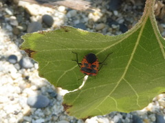 Eurydema spectabilis