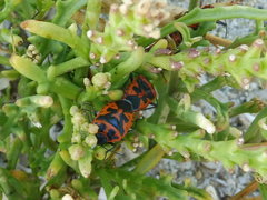 Eurydema spectabilis