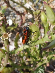 Eurydema spectabilis