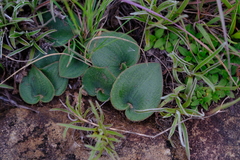 Eriospermum ornithogaloides
