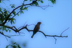 Eurystomus glaucurus suahelicus