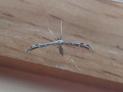 Hellinsia inquinatus