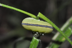 Cimbex femoratus
