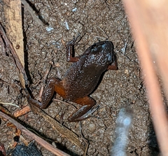 Arthroleptis xenodactyloides