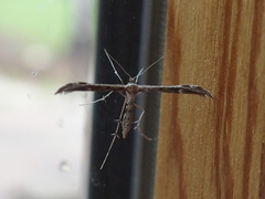 Hellinsia inquinatus