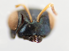 Pteromalini