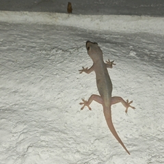 Hemidactylus frenatus