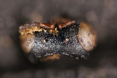 Pteromalini