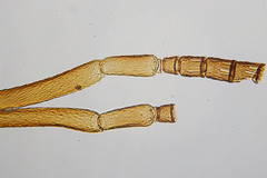 Pteromalini