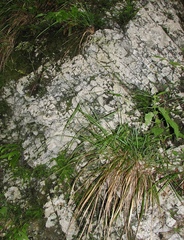 Festuca altissima