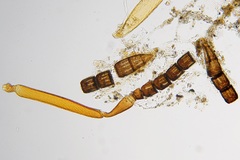 Pteromalini