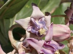 Calotropis gigantea