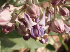 Calotropis gigantea