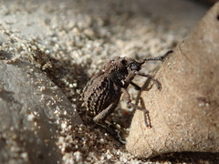 Brachycerus muricatus