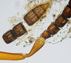 Pteromalini