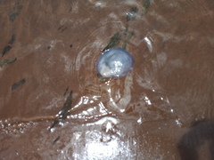 Eupilema inexpectata