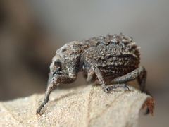 Brachycerus muricatus