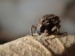 Brachycerus muricatus