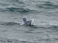 Chroicocephalus ridibundus