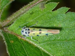 Anatkina annandalei