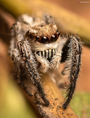 Pellenes modicus