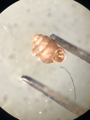 Vertigo pygmaea