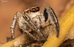 Pellenes modicus
