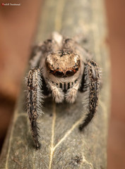 Pellenes modicus