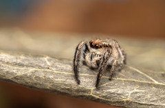 Pellenes modicus